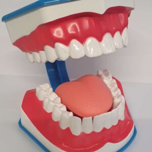 Zahnmodell Gebiss, 1 Stück -Sonderpreis-